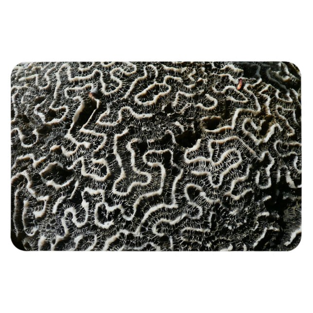 Black and White Coral II Abstract Nature Photo Magnet (Horizontal)