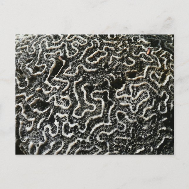 Black and White Coral II Abstract Nature Photo Postcard (Front)