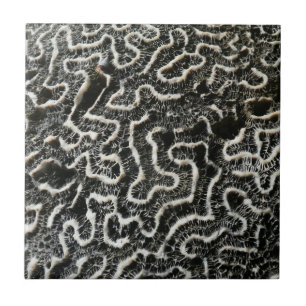 Black and White Coral II Abstract Nature Photo Tile