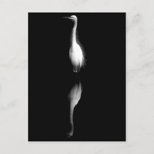 Black and White Crane Photo Postcard