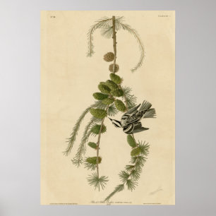 Black and White Creeper Poster