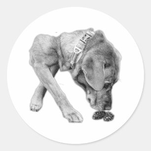 Black-and-White Curiosity Decal Classic Round Sticker