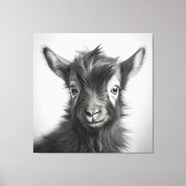 Black and White Cute Baby Goat Photo Canvas Print (Front)