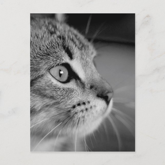Black and White Cute Cat Contemplation Postcard (Front)