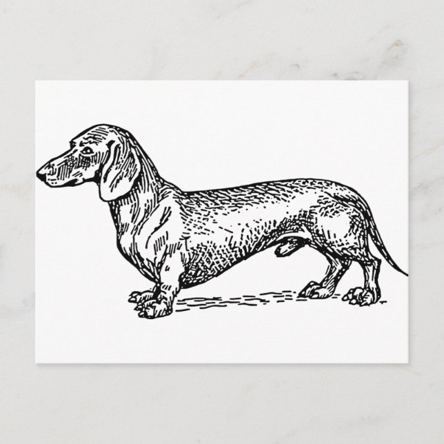 Black and White Dachshund Wiener Dog Postcard (Front)