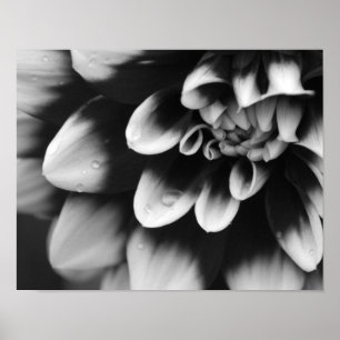 Black and White Dahlia Blossom Poster