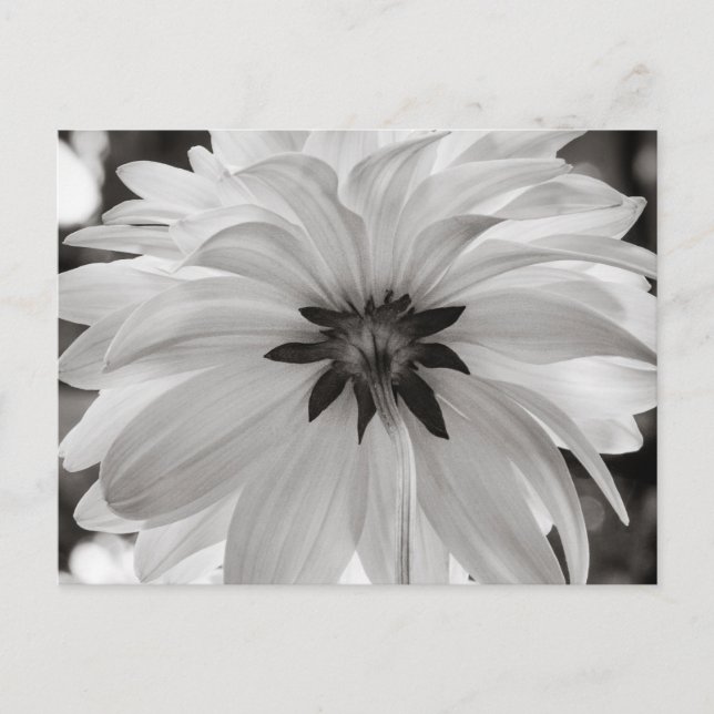 Black and White Dahlia Flower Postcard (Front)