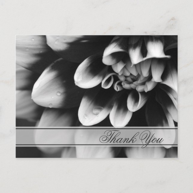 Black and White Dahlia Flower Thank You Postcard (Front)