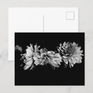 Black-and-White Dahlia Trio Holiday Postcard