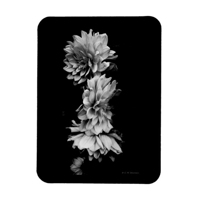 Black-and-White Dahlia Trio Magnet (Vertical)