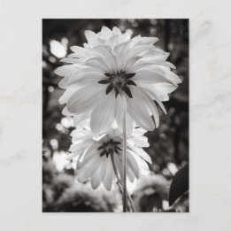 Black and White Dahlias Fine Art Photography Postcard