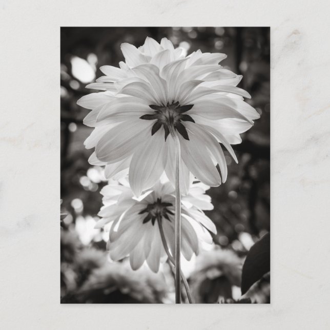 Black and White Dahlias Fine Art Photography Postcard (Front)