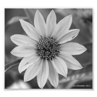 Black and White Daisy Photo by E.A. Schneider Print