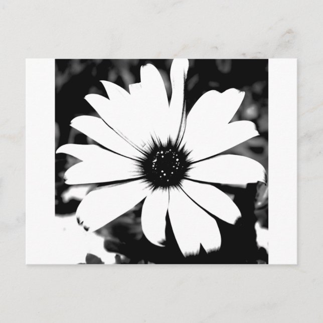 Black and White Daisy Postcard (Front)