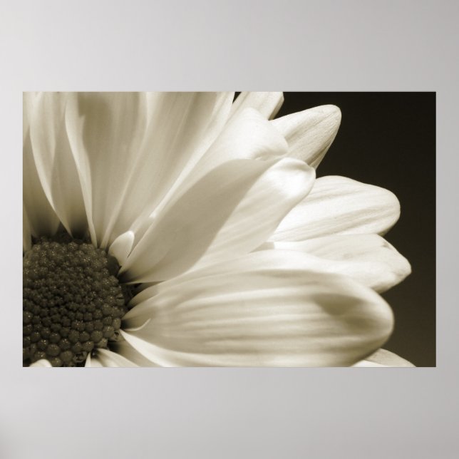Black and White Daisy Poster (Front)
