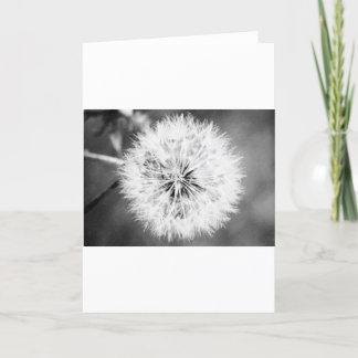 Black and White Dandelion Card