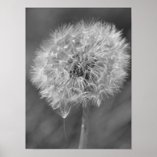 Black and White Dandelion Flower Photography Poster