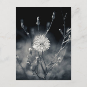Black and White Dandelion Photography Postcard