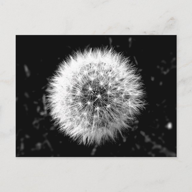 Black and white dandelion postcard (Front)
