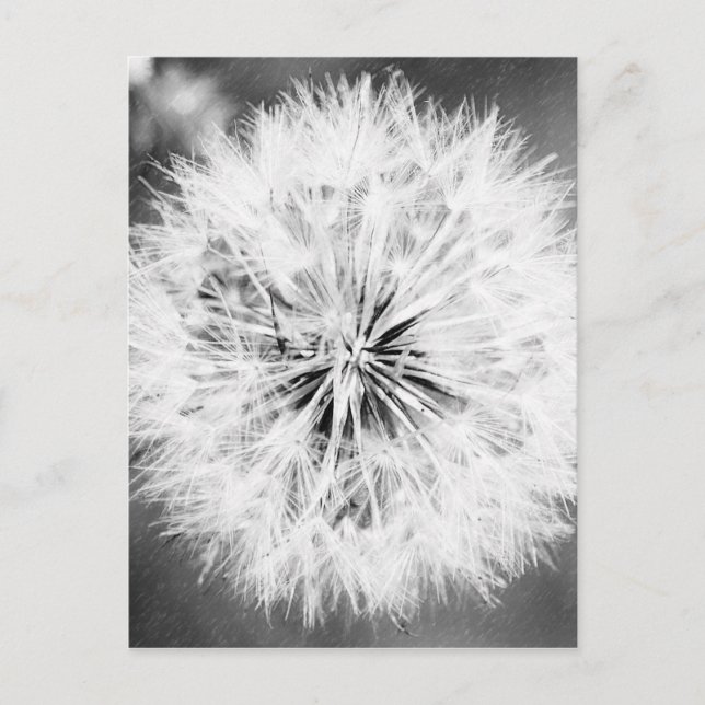 Black and White Dandelion Postcard (Front)