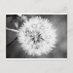 Black and White Dandelion Postcard