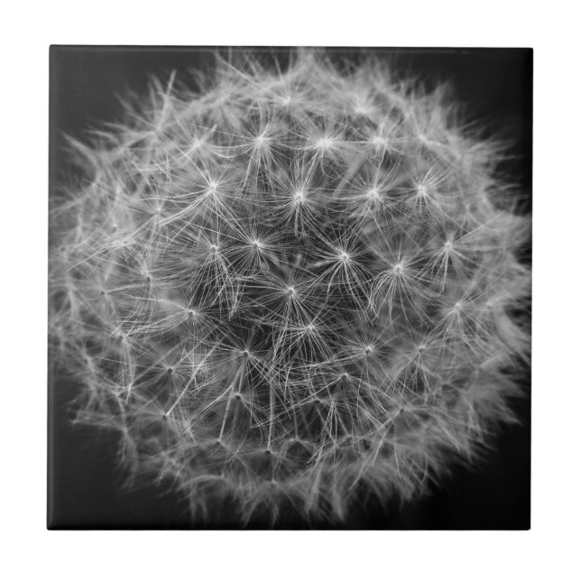 Black and White Dandelion Tile (Front)