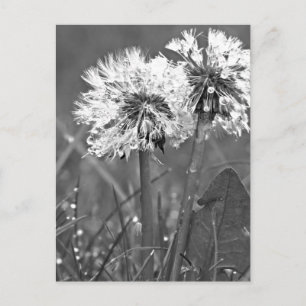 Black and White Dandelions and dew Postcard