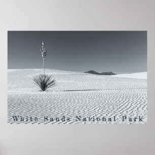 Black and White Desert Sand Dunes with Yucca Poster