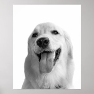 Black and white dog pet animal peekaboo photo poster