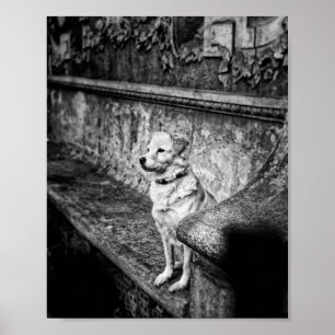 Black and White Dog Sitting on an Old Stone Bench Poster