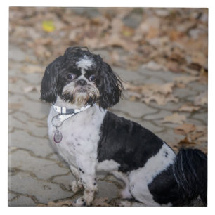 Black and white dog tile