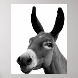 Black and white donkey funny peekaboo animal photo poster