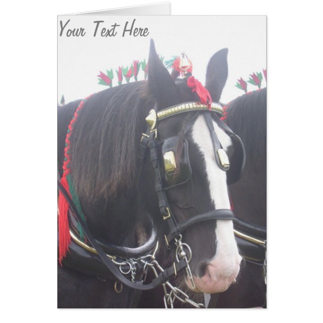 Black and white dray horse in colourful tack photo (Front)