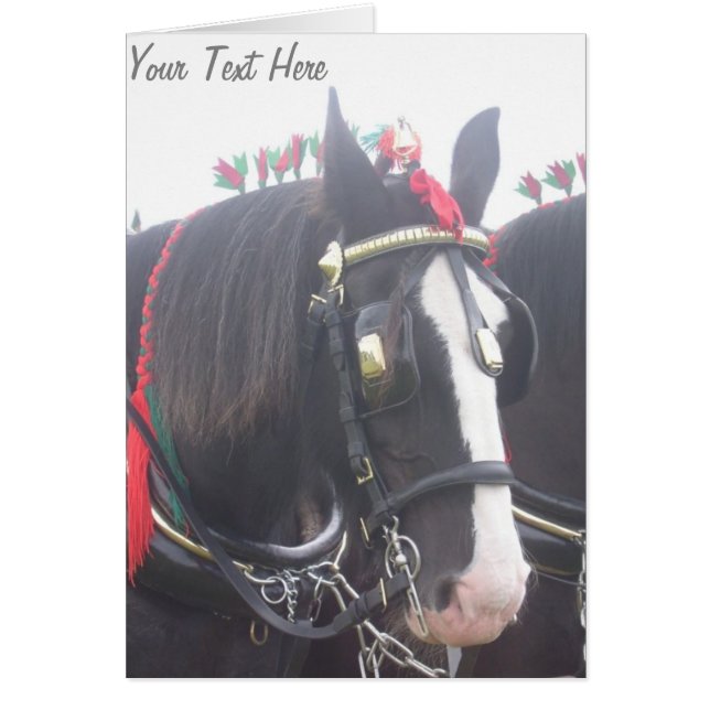 Black and white dray horse in colourful tack photo (Front)