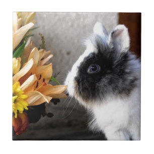 Black and white dwarf rabbit tile