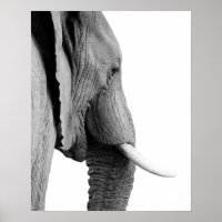 Black and white elephant wild african animal photo