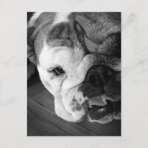 Black and White English Bulldog Puppy Postcard