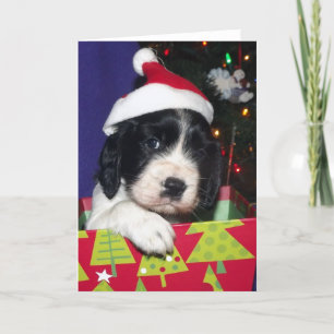 Black and White English Springer Spaniel Christma Holiday Card