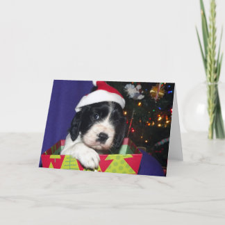 Black and White English Springer Spaniel Christma Holiday Card