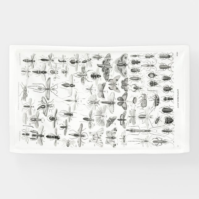 Black and White Entomology Insects Bugs Banner (Horizontal)