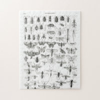 Black and White Entomology Insects Bugs Paper Plat