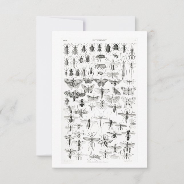 Black and White Entomology Insects Bugs RSVP Card (Front)
