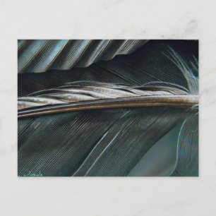 black and white feathers postcard