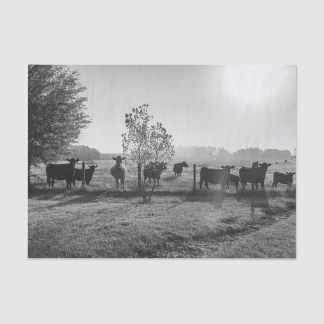 Black and White Field Cows Photograph Decoupage Tissue Paper (Front)