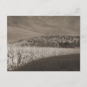 Black and White Fields Of Grain Postcard