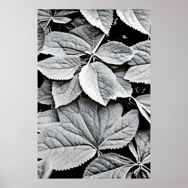Black and white, fine art photography of leaves poster (Front)