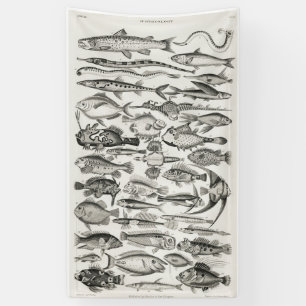 Black and White fish, ocean, ichthyologist Banner