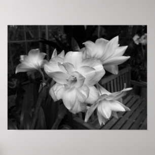 Black And White Floral Photograph Poster