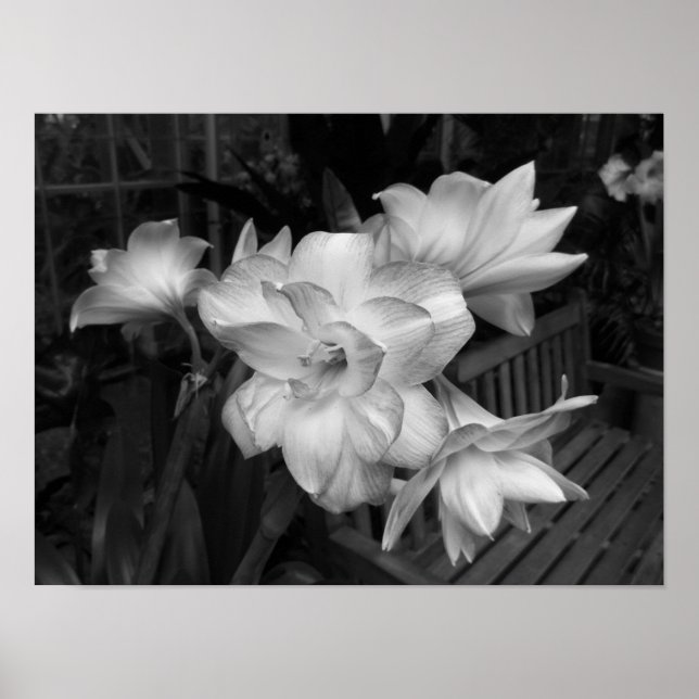 Black And White Floral Photograph Poster (Front)