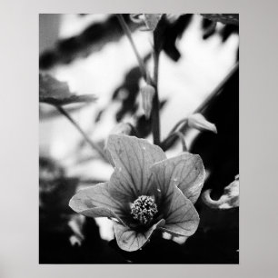 Black and White Floral Photography Poster
